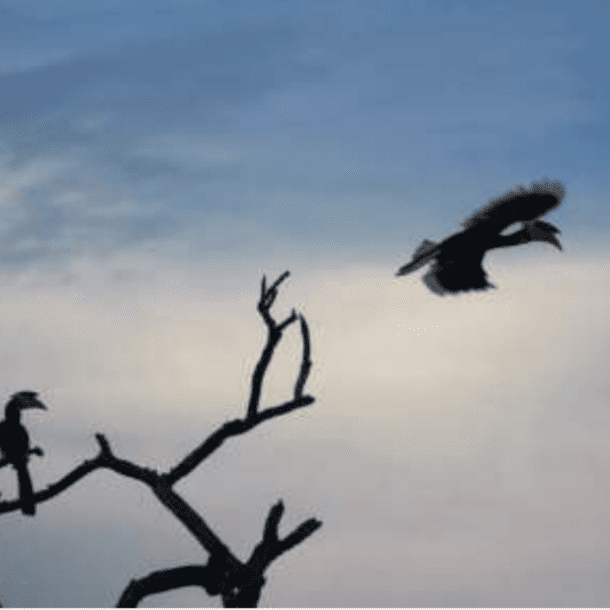 Beautiful Herons flying Kandi Sri Lanka