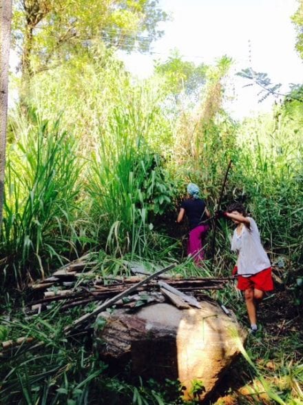 Stemming the crops Jungle Tide Tea Plantation