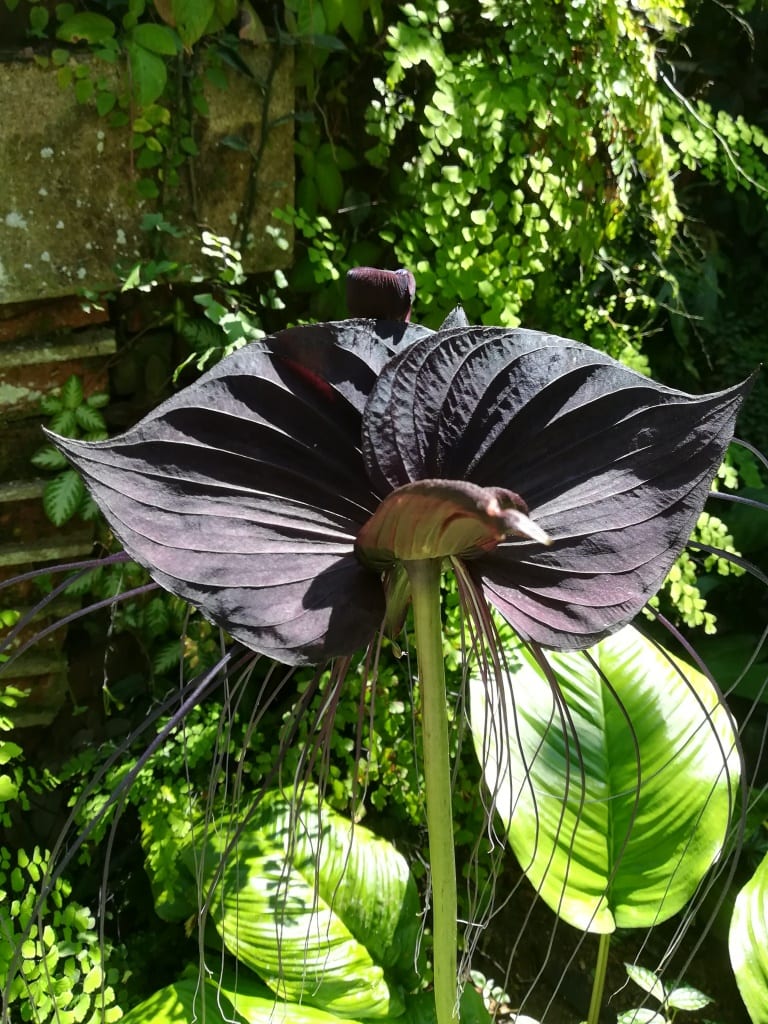 Sri Lanka black flower
