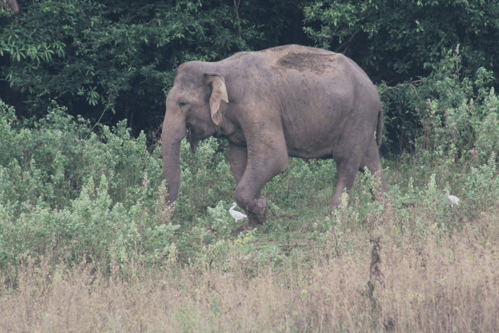 Jungle Tide photo of Sri Lankan elephant at Gal Oya National Park