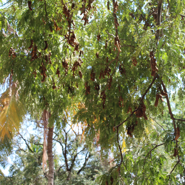 jungle tide photo of tamarind tree